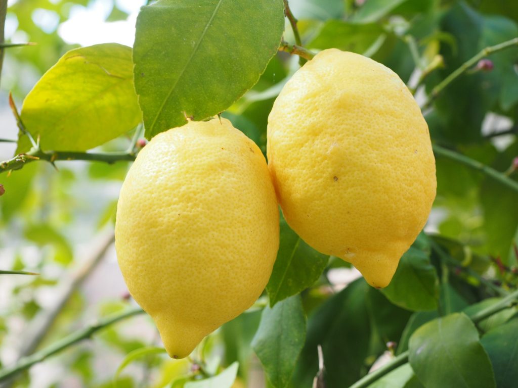limoni sull'albero