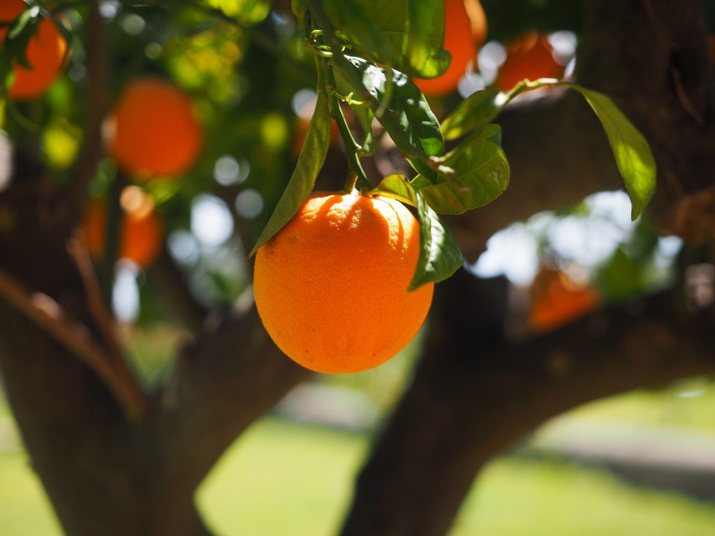 arancia sull'albero
