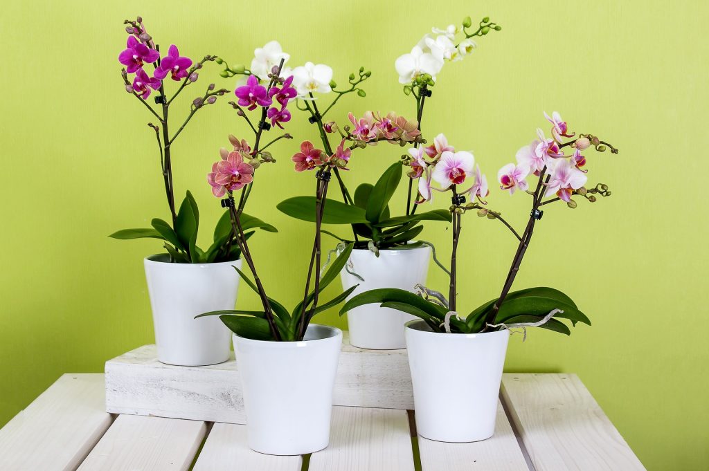 quattro piante di orchidee in vaso
