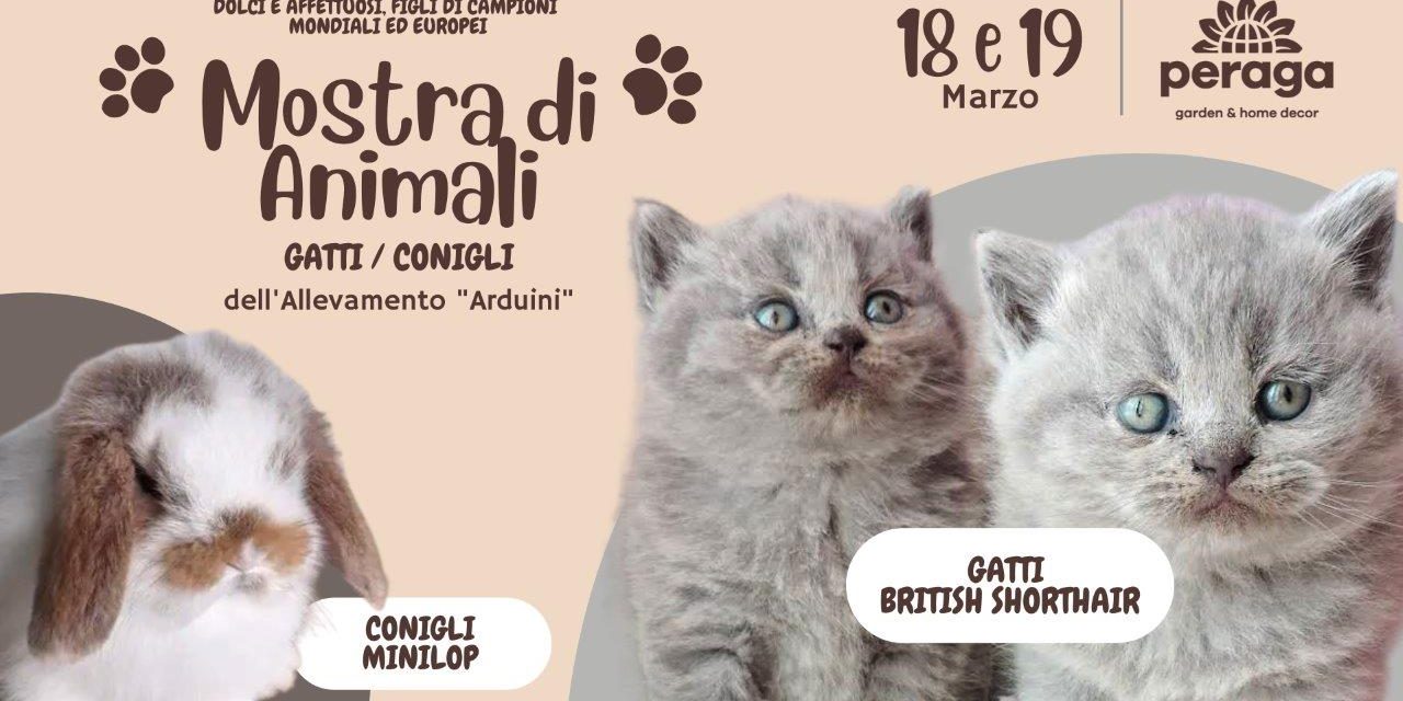 Peraga-mostra-animali-2