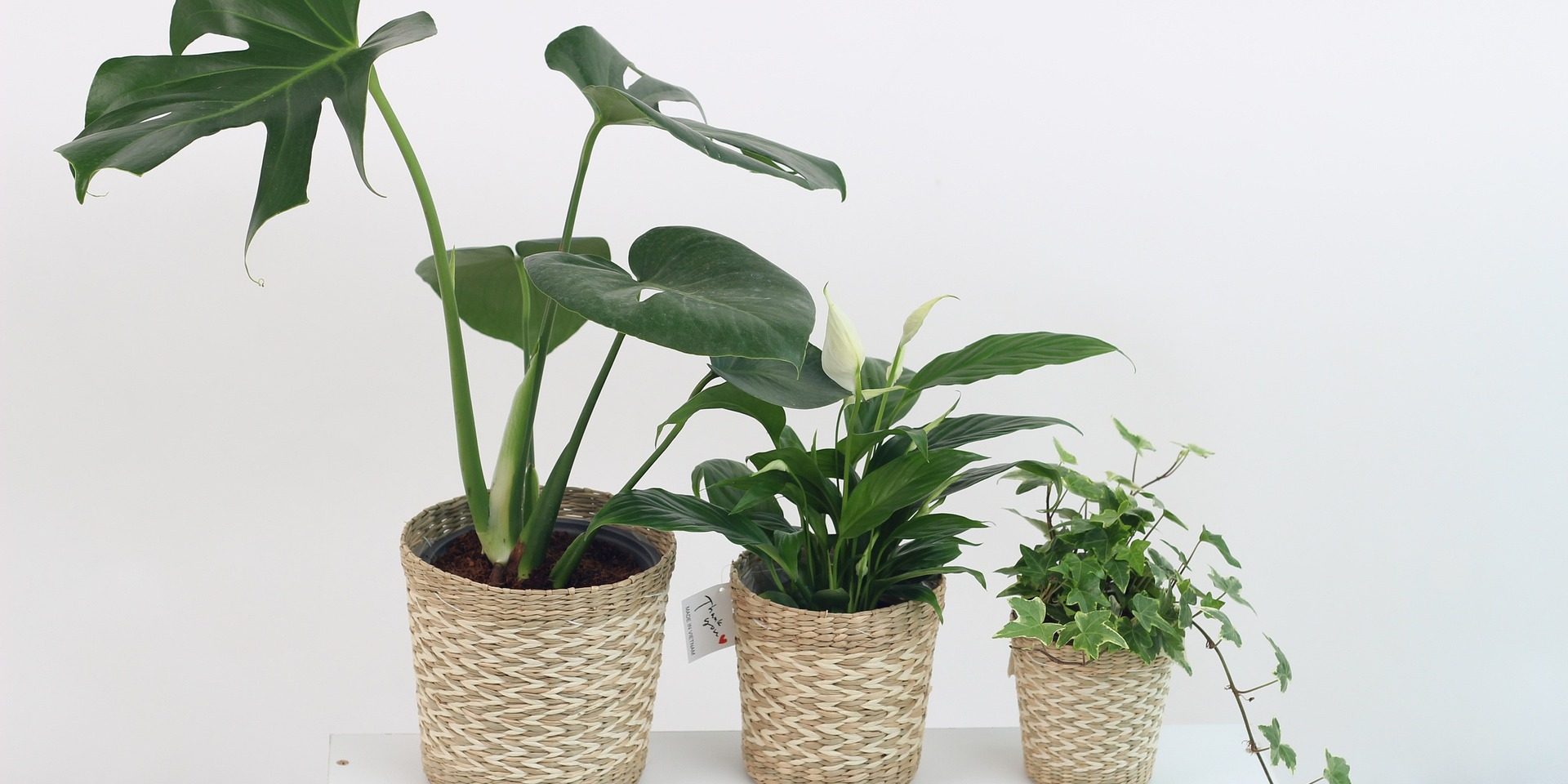 plant-3310274_1920