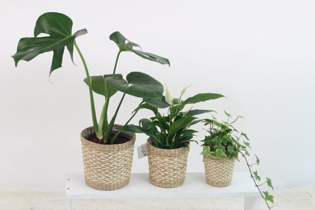 plant-3310274_1920