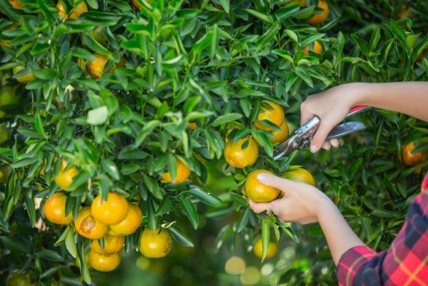 young-woman-garden-harvest-orange-garden