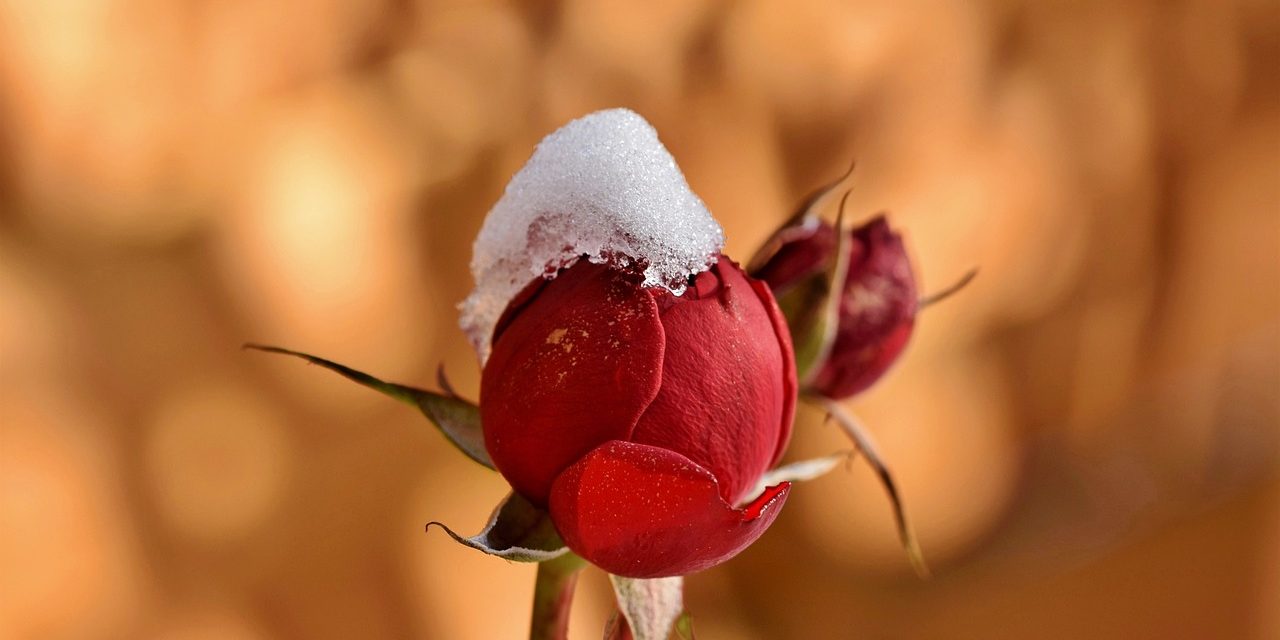 rosebud-6006985_1280(1)
