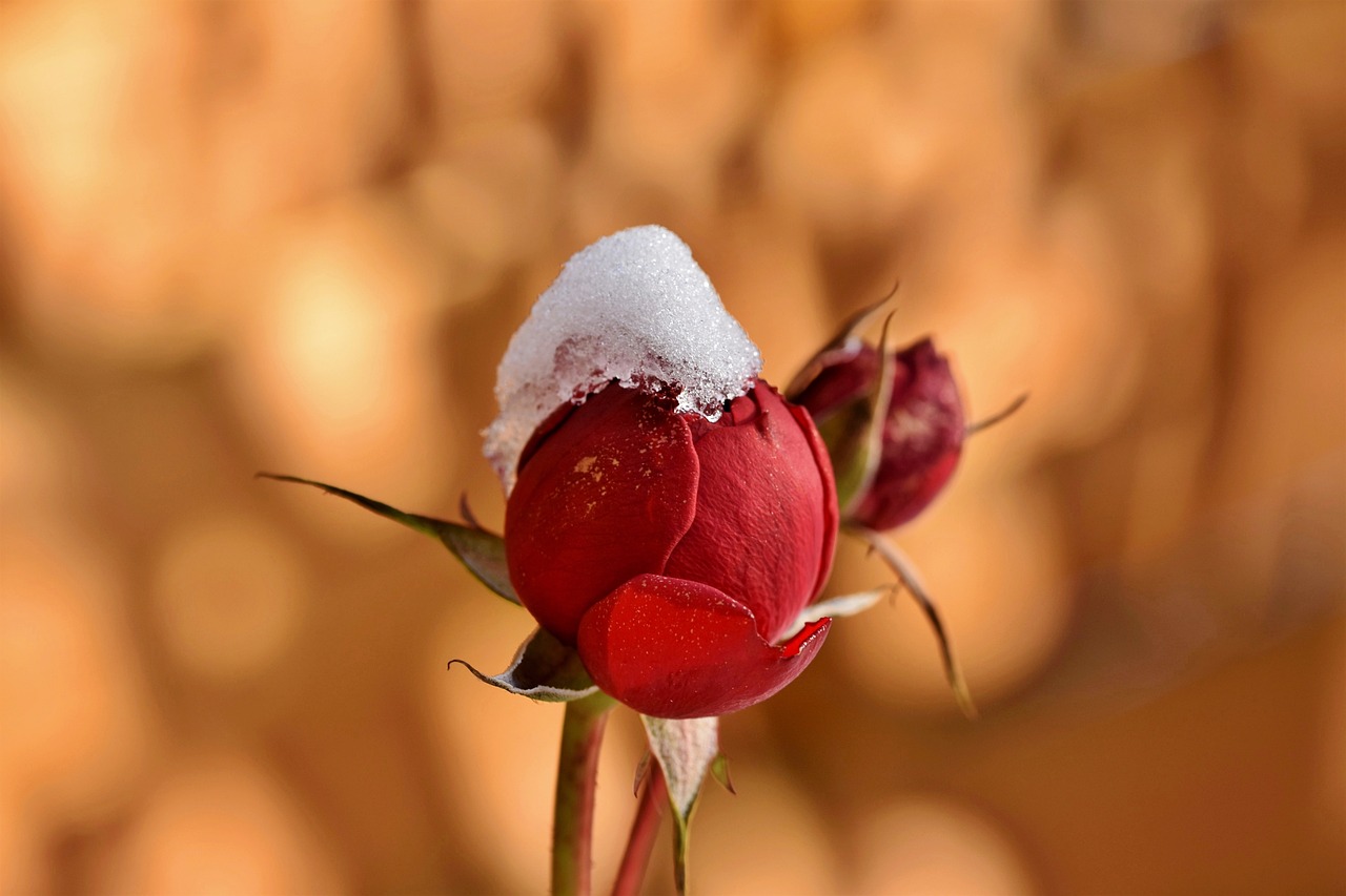rosebud-6006985_1280(1)