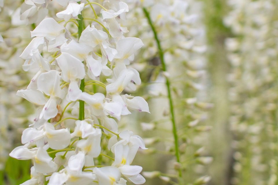 flowers-4195184_1280