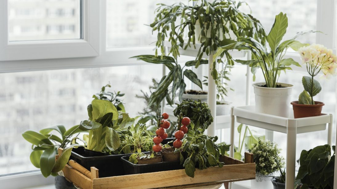 front-view-indoors-plants-pots