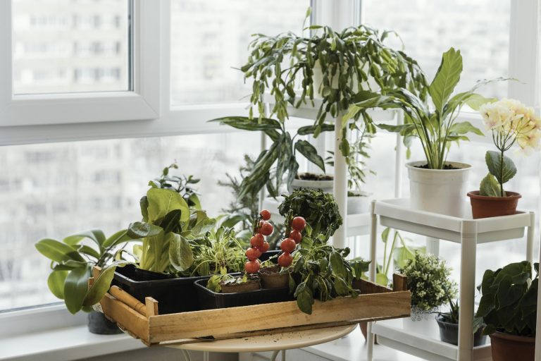 front-view-indoors-plants-pots